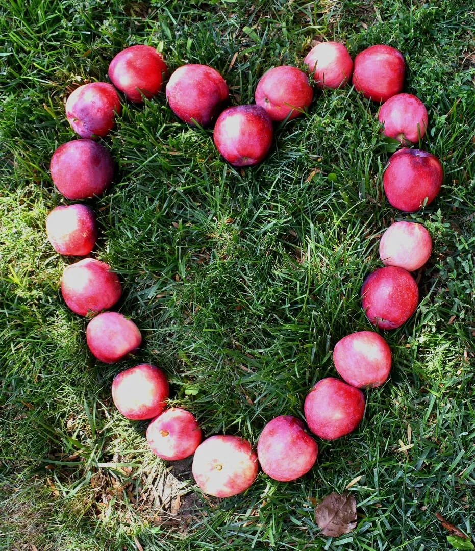 Twenty red apples arranged in heart shape on green grass